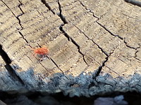 Allothrombium (Arachnide, Acarien)(ph. Mrugala F., Isere, Jarrie, 2019-03)(1)